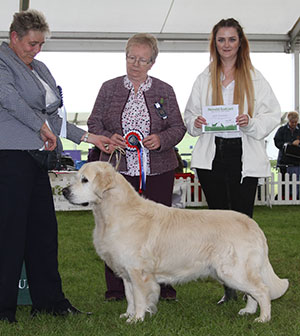 Mrs J Wild Sh Ch Fenwood Ell Masterpiece At Bluewaters JW with group judge Mrs A Moss & L Green (Natural Instinct) 