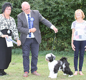Mr M James Waterley Partypiece with puppy group judge Mrs M M Waddell & J Buttle (Plush Puppy UK)