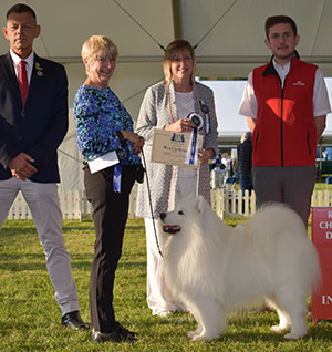 Mrs V Freer & Mrs S Smith Ch Nikara Diamond Dancer JW with group judge Mrs T Jackson, Mr D Clarke (Chief Steward) & Mr R Furnell (Royal Canin) 