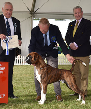 Mr M Griffiths Lanfrese Argento with group judge Mr S Luxmoore & Mr G Howes (Show Manager)