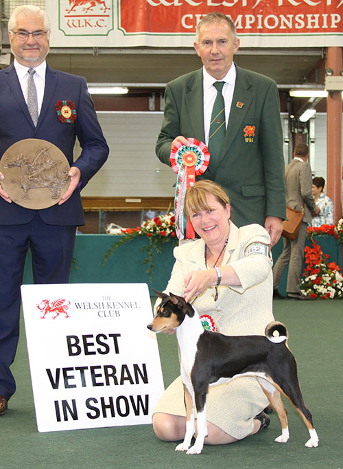 Mesdames D Hardy, P Hallam, S Kite & Gillespie Ch Am Ch Klassics Million Dollar Baby at Tokaji with BVIS judge Mr C Bexon 