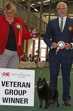 Mrs P Morley Ch & Am Ch Chatelet Aradet Rugby (Imp) Sh CM with veteran group judge Mr C Bexon 