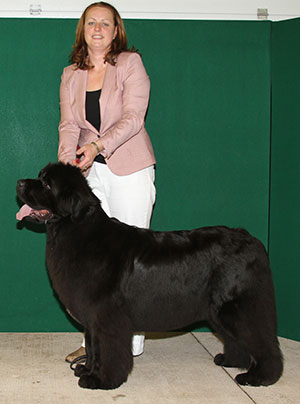 Mrs C Aldock Ch New Angels Million Dollar Baby JW (Imp Bel)