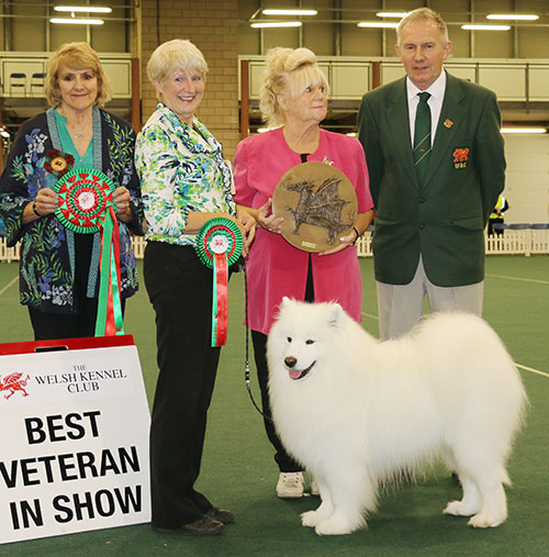 Mrs V Freer & Mrs S Smith Ch Nikara Diamond Dancer JW with BVIS judge Mrs V Phillips & Mr W Howells