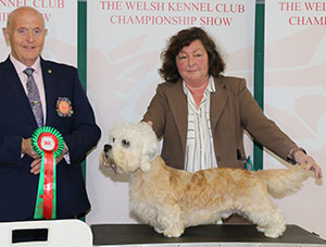 Mrs B Deacon & Mrs J Hill Ch & Am Gr Ch Pennywise On The Road Again (Imp USA) with group judge Mr D Guy