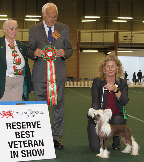 Mrs & Miss A & T McGuigan & Mr J Blackwell Annamac Fairy Tail with BVIS judge Mr P Green & Miss J Davies (Committee) 