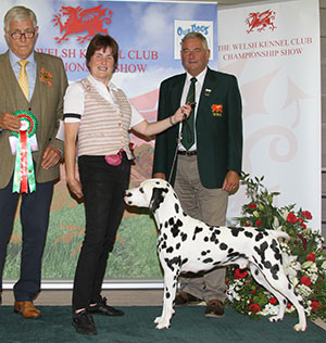 Mrs S Neath-Duggan & Miss S Baker Ch Buffrey Incognito By Dalleaf JW with group judge Mr K S Wilberg & Mr S Jones (Committee)  