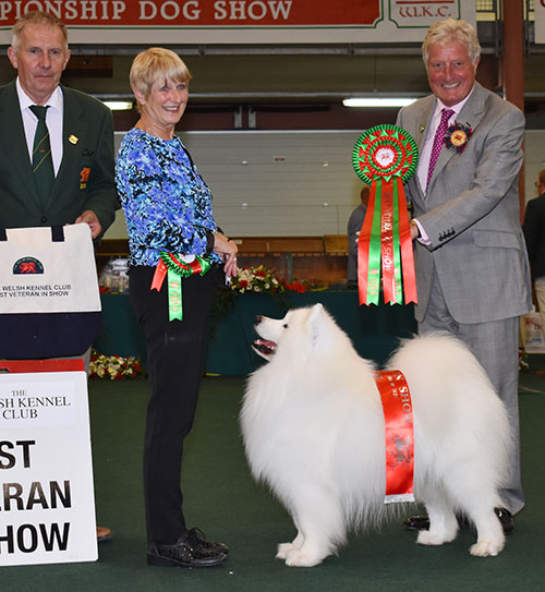 Mrs V Freer & Mrs S Smith Ch Nikara Diamond Dancer JW with BVIS judge Mr T Allcock & Mr W Howells (Committee)