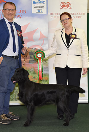 Ms K Anderson Sh Ch Feldkirk Dior Of Kazval with group judge Mrs C Schofield