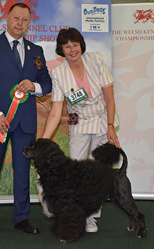 Mrs C Thompson-Morgan & Mr E Morgan Ch Belleville Anjo Negro with group judge Mr K Young