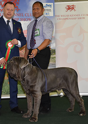 Mr M Mafi Tommaso Goffredo's Taro with group judge Mr K Young 