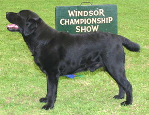 Gundog Group 4th