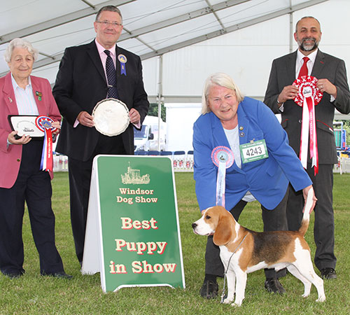 Miss S L Finnett & Miss N Heathcote Hyndsight Because The Night with BPIS judge Mr T Mather, Mrs I Terry (Secretary) & Mr A Bongiovanni (Royal Canin)