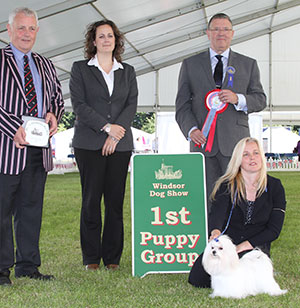 Miss S Jackson & Mrs R Jackson Benatone Gino D'acampo with puppy group judge Mr T Mather, Mr S Luxmore (Kennel Club Chairman) & S Sage (Royal Canin) 
