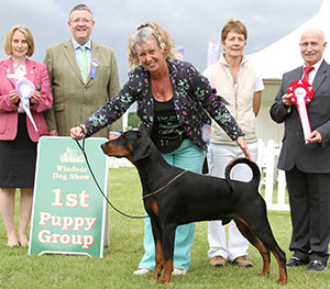 Ms T Reid Korifey Brave (ai) with puppy group judge Mr T Mather, Miss J Gordon (Committee) & Mr P Galvin (Royal Canin)