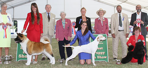 Best in show, Best Puppy in show, Best Veteran in show with judges, Mrs I Terry (Secretary) & Miss O Gore (Chairman) 