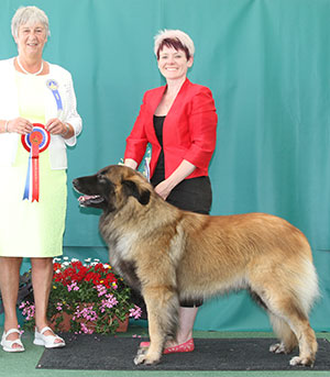 Miss L Bermingham & Mrs S Kendrick & M Almeida Port Ch Odi Da Casa De Loas Em Bamcwt Ew'16 (Imp) with group judge Miss A Ingram