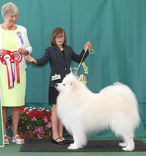 Mrs J Fulierova Ch & Svk Gr Ch Smiliesam Strike Home with group judge Miss A Ingram