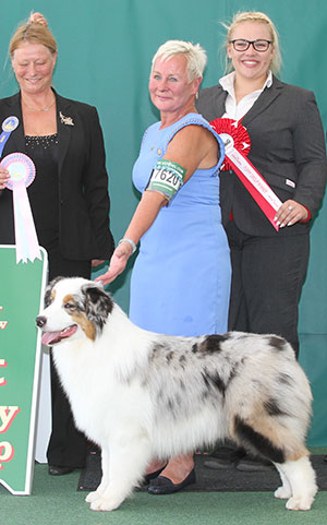 Mr N & Mrs A Allan Allmark The Sequel TAF with puppy group judge Miss J Dove & L Carter (Royal Canin)