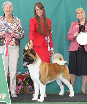 Ms C Bevis & Ms F & Mrs R Corr Ch Stecal's Love At First Sight JW with group judge Miss A Ingram & Mrs B M Young (Committee)