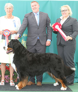 Mrs C Hartley-Mair & Mr G Dybdall Ch Meadowpark High Class with group judge Miss A Ingram & L Carter (Royal Canin)