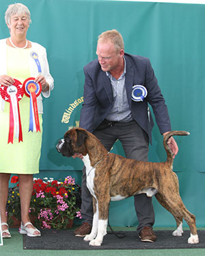 Mr M Griffiths Ch Lanfrese Ocolardo with group judge Miss A Ingram