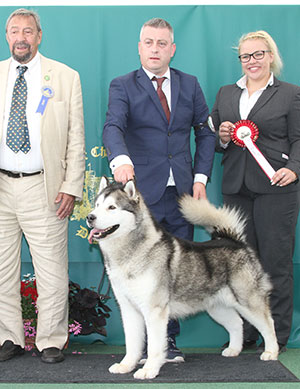 Mrs R & Mr A Robb Multi Ch Under Icewolf's Star Inditarod (Imp) with veteran group judge Mr C Saevich & L Carter (Royal Canin)