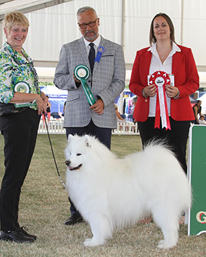 Mrs V Freer & Mrs S Smith Ch Nikara Diamond Dancer JW with veteran judge Dr A Schemel & S Sage (Royal Canin)