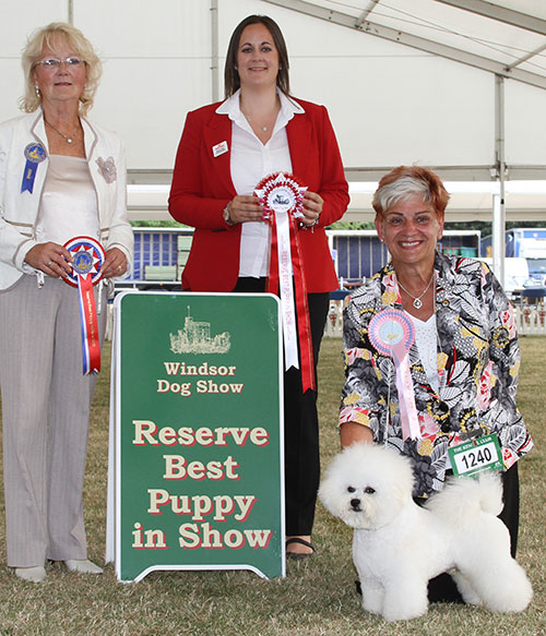 Mrs P Johns Manoir's Man For All Seasons with BPIS judge Mrs L Salt & S Sage (Royal Canin)