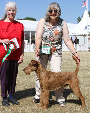 Ms J Simons Saredon Red Berry with spbeg judge Miss A Bradley