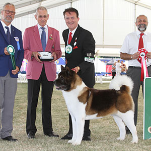 Mr C S & Mrs J K Nicholls Kabu Shine Thru Shyllar with veteran group judge Dr A Schemel, Mr G King (Chief Steward) & Mr A Bongiovanni (Royal Canin) 