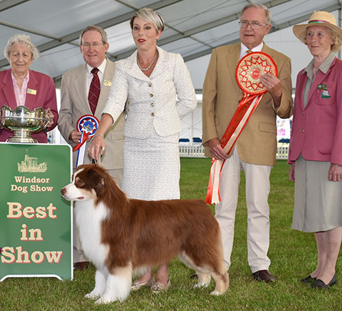 Mrs K Kirtley & Mrs D Erdesz AKC ASCA Ch Wyndstar Magic Marker with BIS judge Mr R Irving, Mrs I Terry (Secretary) & Miss O Gore (Chairman) 