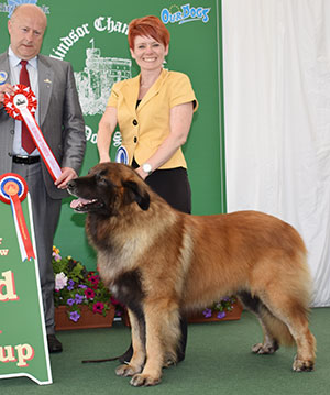 Miss L Bermingham, Mrs S Kendrick & M Almeida Port Ch Multi Ch Odi Da Casa De Loas Em Bamcwt Ew' with group judge Mr P Lawless 