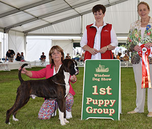 Mrs F Pynegar Maranseen Linesman At Berwynfa with puppy group judge Mrs M Purnell-Carpenter & Royal Canin