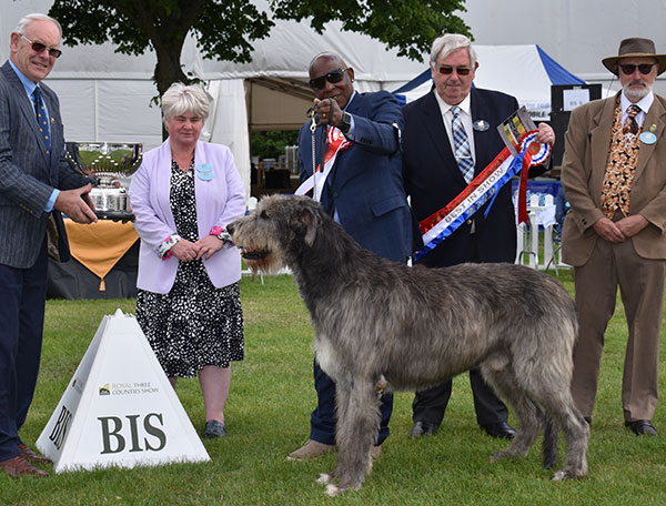 A picture of Ch Sade Paris - Best in Show